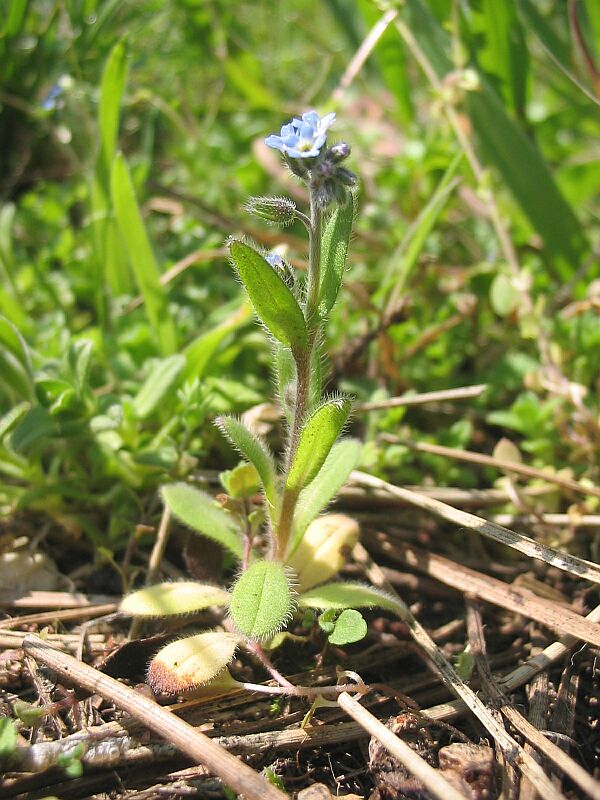 Myosotis arvensis / Nontiscordardim minore